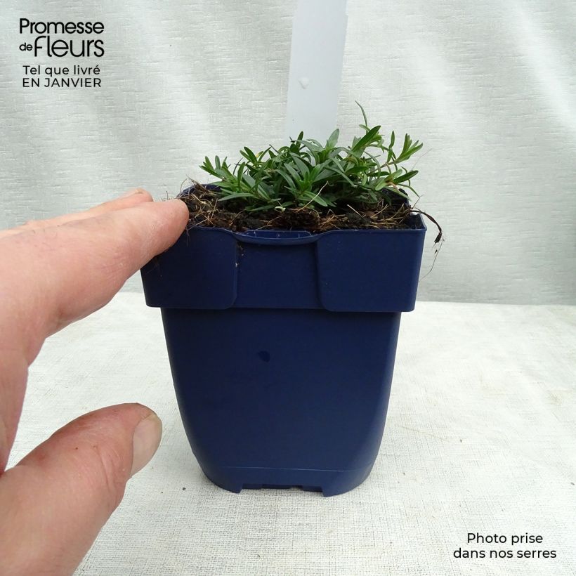 Exemplaar van Dianthus gratianopolitanus Splendens - Rotsanjer Kweekpotje van 8/9 cm zoals geleverd in de winter