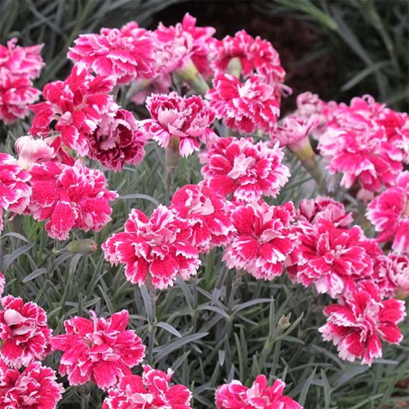 Dianthus gratianopolitanus Whatfield Gem - Rotsanjer (Bloei)