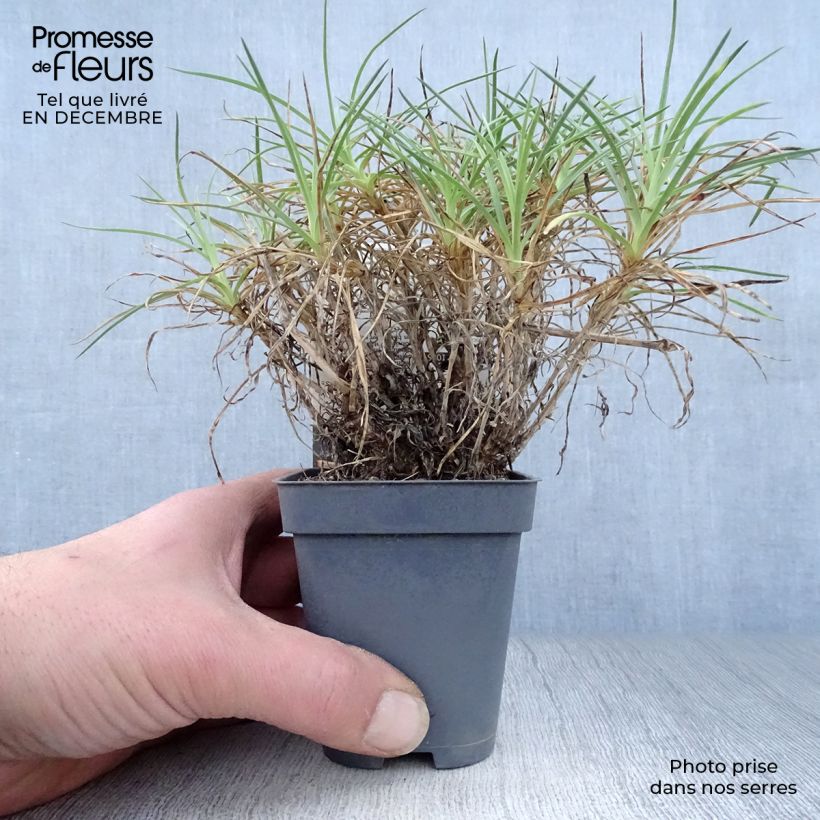 Example of Dianthus plumarius Cranmere Pool - Oeillet mignardise Kweekpotje van 7/8 cm as you get in hiver