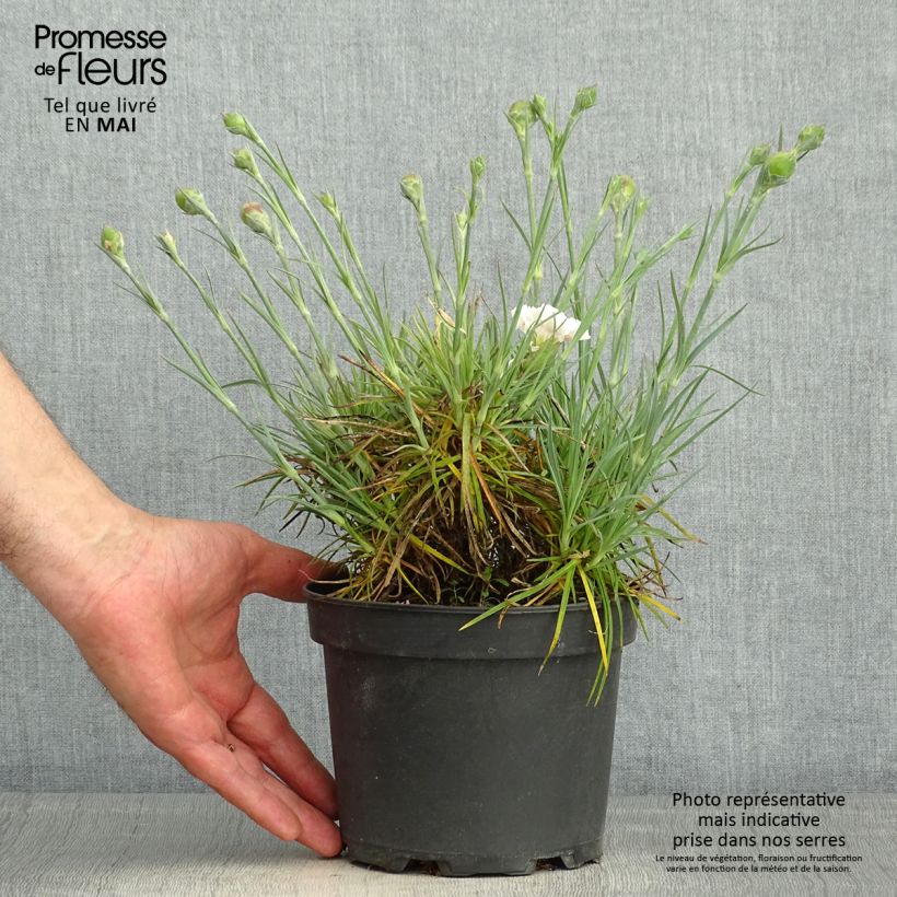 Exemplaar van Dianthus plumarius Cranmere Pool - Grasanjer Pot van 2 l/3 l zoals geleverd in de lente