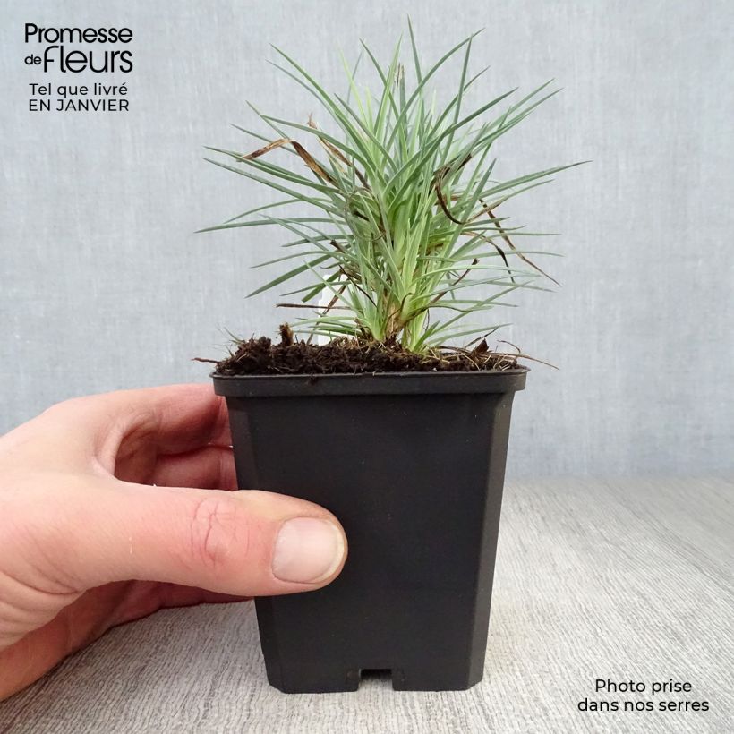 Example of Dianthus plumarius David - Oeillet mignardise rouge vif. Kweekpotje van 8/9 cm as you get in hiver