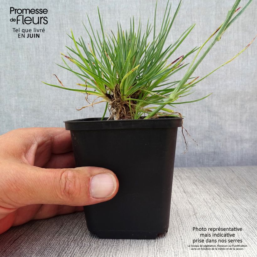 Exemplaar van Grasanjer Desmond - Dianthus plumarius Kweekpotje van 8/9 cm zoals geleverd in de zomer