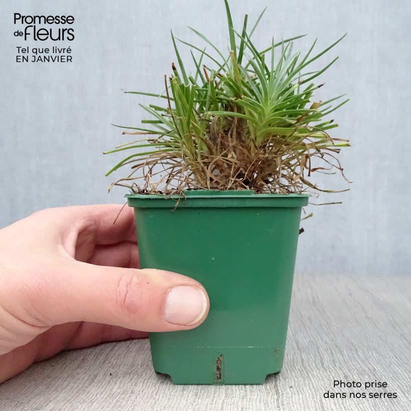 Example of Dianthus plumarius Desmond - Oeillet mignardise rouge foncé Kweekpotje van 8/9 cm as you get in hiver