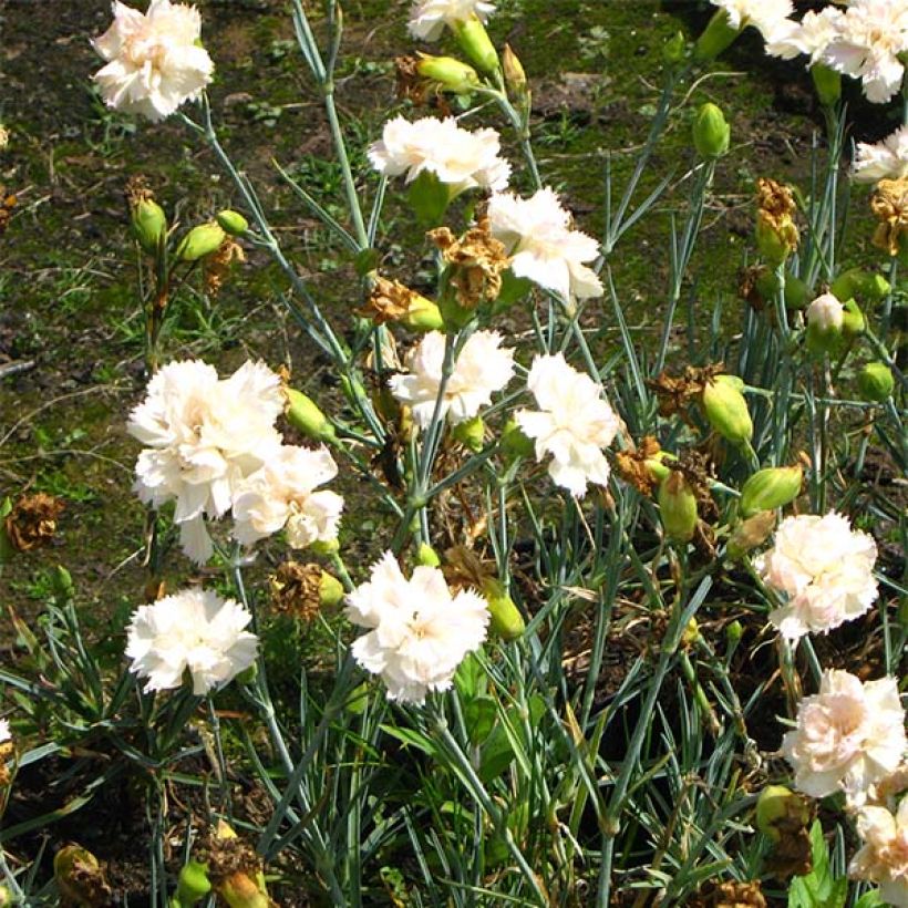 Dianthus plumarius Devon Cream - Grasanjer (Flowering)