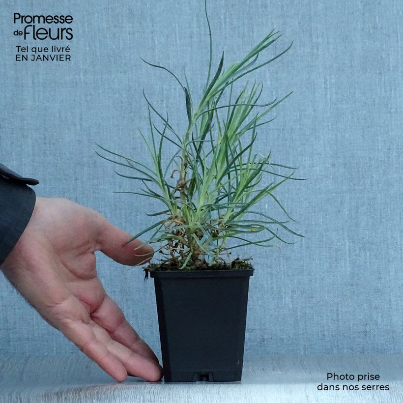 Example of Dianthus plumarius Devon Cream - Oeillet mignardise Kweekpotje van 8/9 cm as you get in hiver