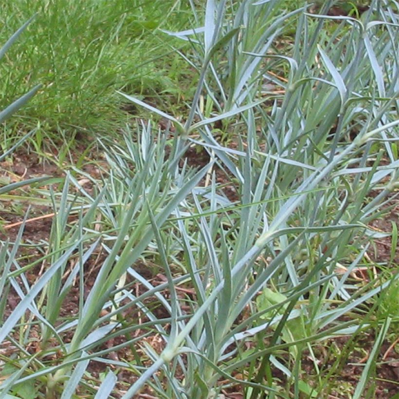 Grasanjer Doris - Dianthus plumarius (Foliage)
