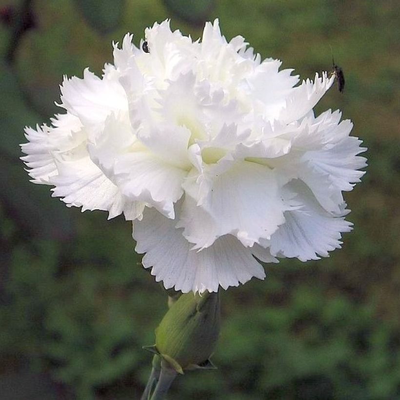 Grasanjer wit Flore Pleno Albus - Dianthus plumarius (Bloei)
