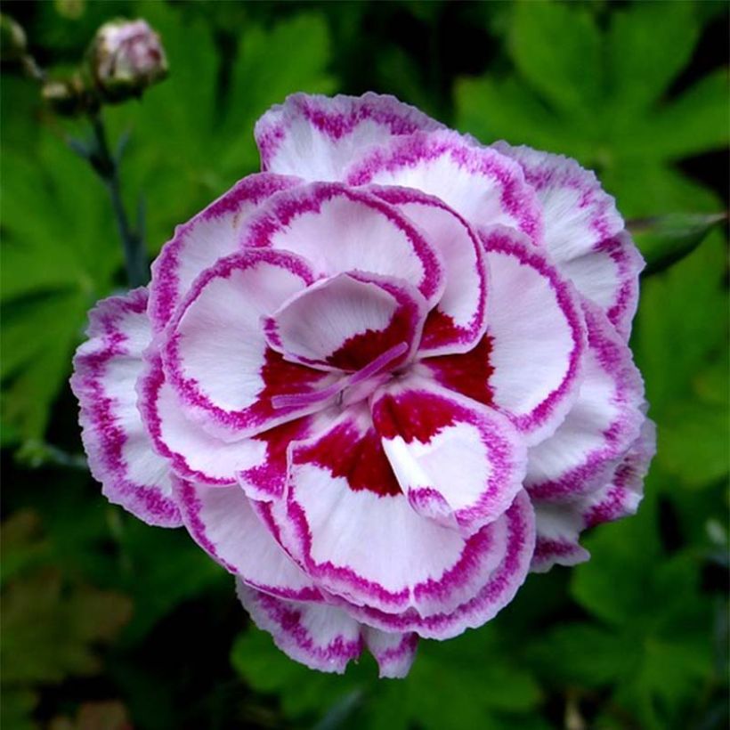 Dianthus plumarius Grans Favourite - Grasanjer (Flowering)
