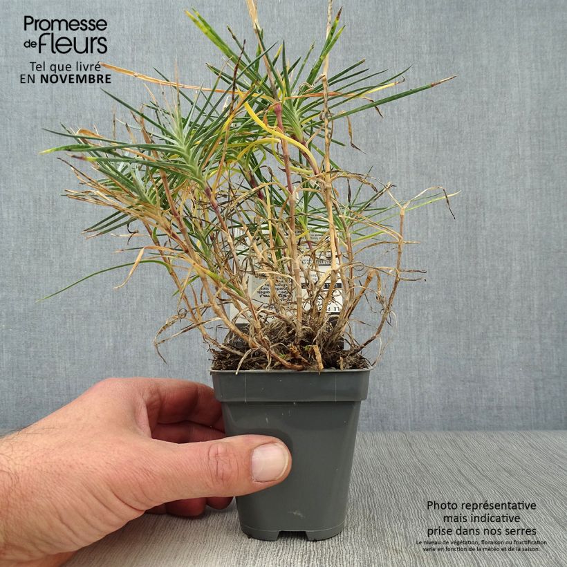 Exemplaar van Dianthus plumarius Grans Favourite - Grasanjer Kweekpotje van 8/9 cm zoals geleverd in de herfst