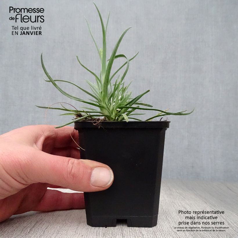 Example of Dianthus plumarius Haytor white - Oeillet mignardise blanc Kweekpotje van 8/9 cm as you get in hiver