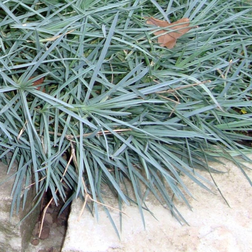 Dianthus plumarius Heidi - Grasanjer (Foliage)