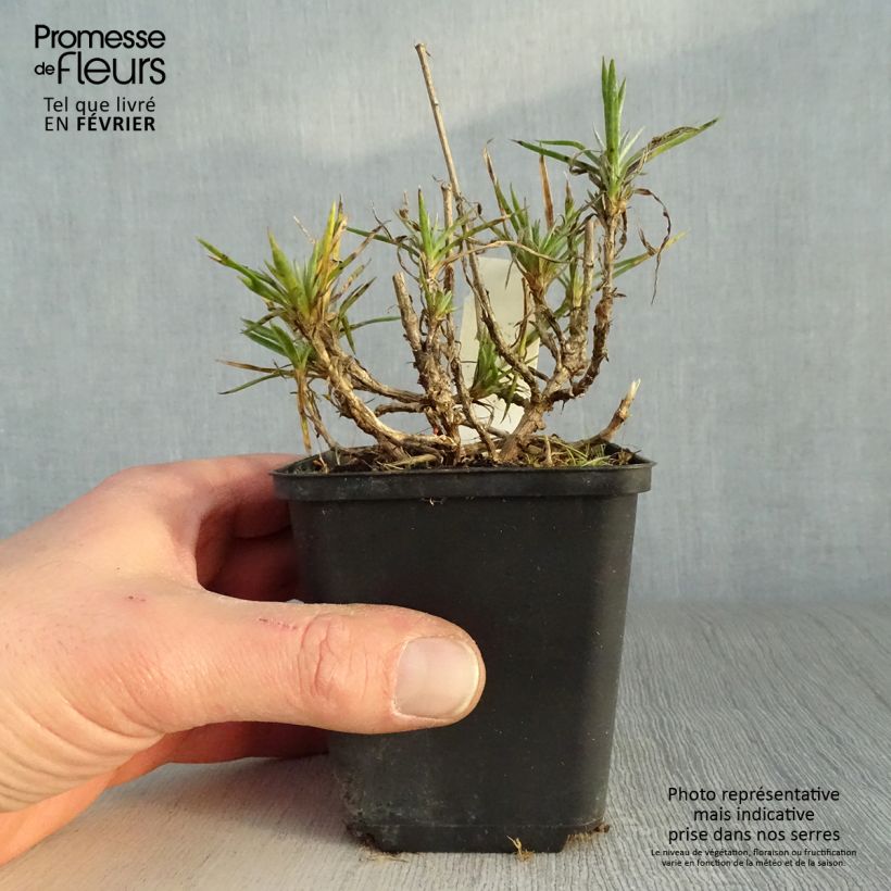 Example of Dianthus plumarius Heidi - Oeillet mignardise  Kweekpotje van 8/9 cm as you get in hiver