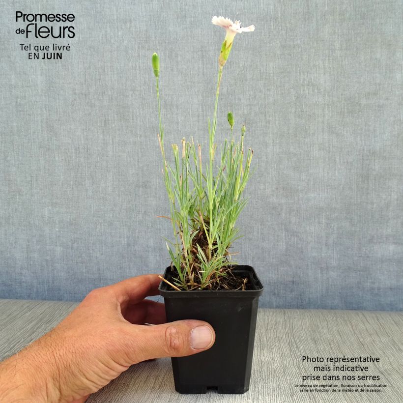 Exemplaar van Dianthus plumarius Ine - Grasanjer Kweekpotje van 8/9 cm zoals geleverd in de zomer