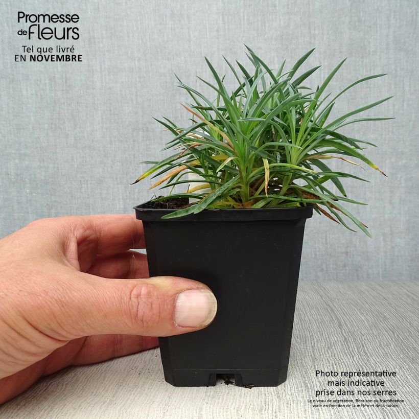 Exemplaar van Dianthus plumarius Ine - Grasanjer Kweekpotje van 8/9 cm zoals geleverd in de herfst