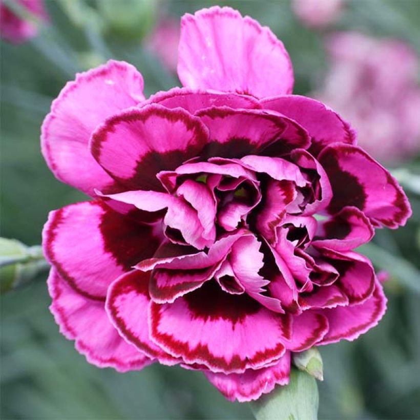 Dianthus plumarius Laced Monarch - Grasanjer (Flowering)