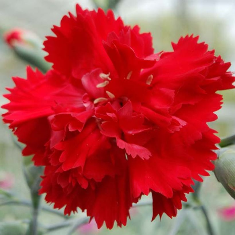 Dianthus plumarius Lady in Red - Grasanjer (Flowering)