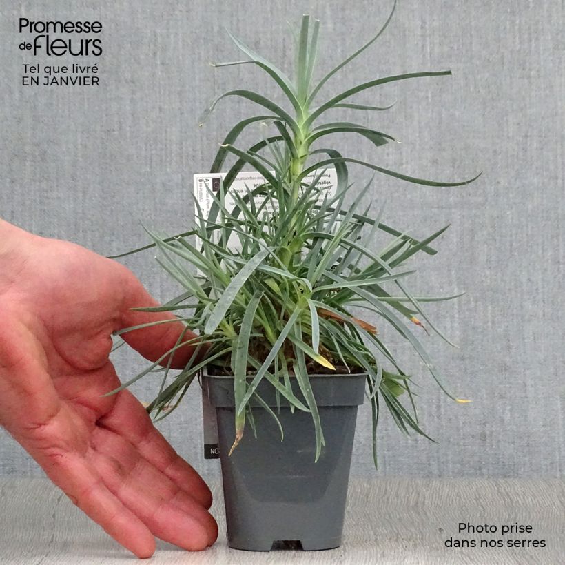 Example of Dianthus plumarius Lady in Red - Grasanjer Kweekpotje van 8/9 cm as you get in hiver