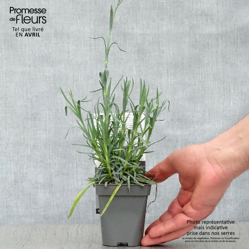 Exemplaar van Dianthus plumarius Lady in Red - Grasanjer Kweekpotje van 8/9 cm zoals geleverd in de lente