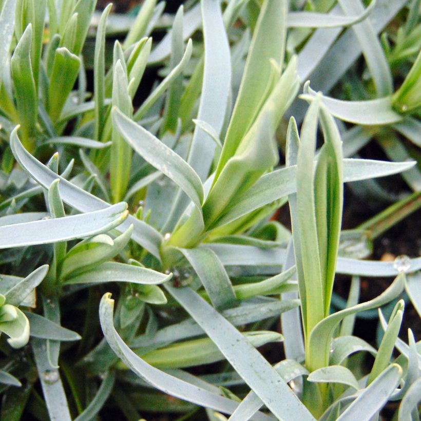 Dianthus plumarius Lady in Red - Grasanjer (Foliage)