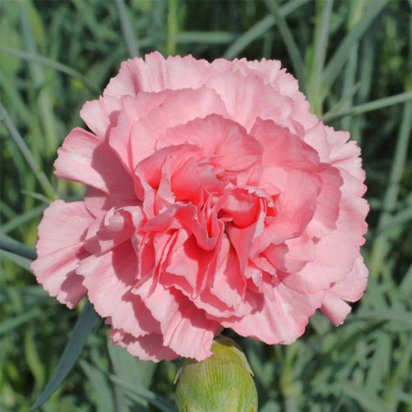 Dianthus plumarius Letitia Wyatt - Grasanjer (Bloei)