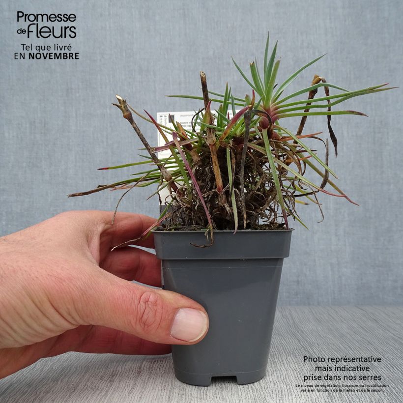Exemplaar van Dianthus plumarius Lily the Pink - Grasanjer Kweekpotje van 8/9 cm zoals geleverd in de herfst