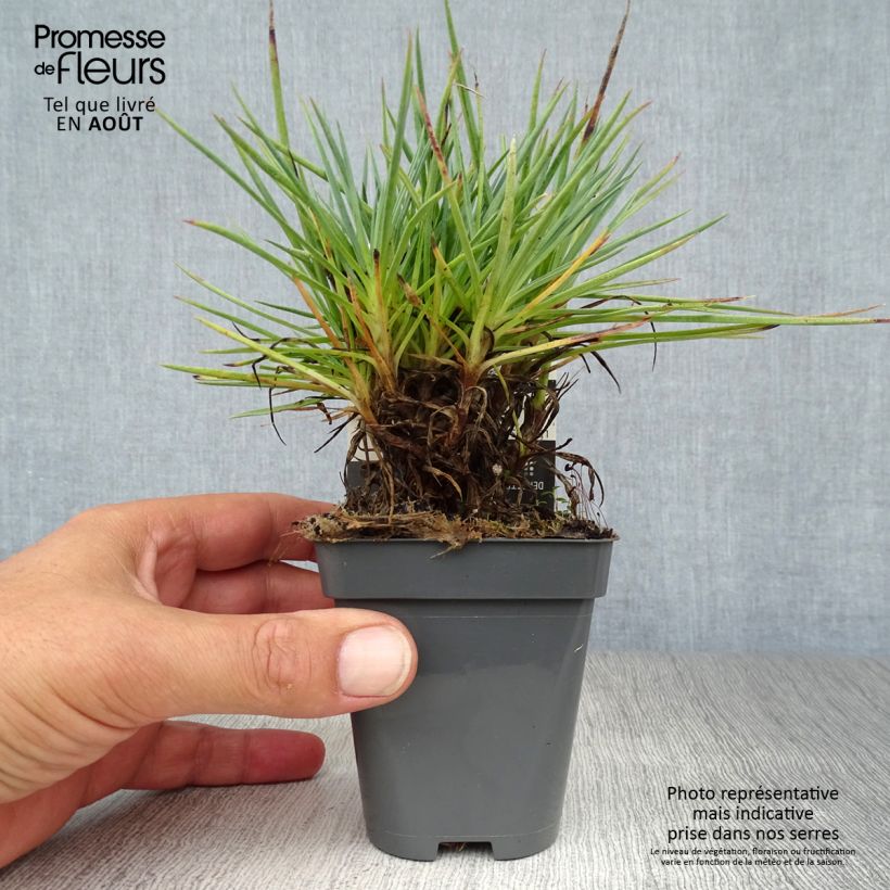 Exemplaar van Dianthus plumarius Lily the Pink - Grasanjer Kweekpotje van 8/9 cm zoals geleverd in de zomer