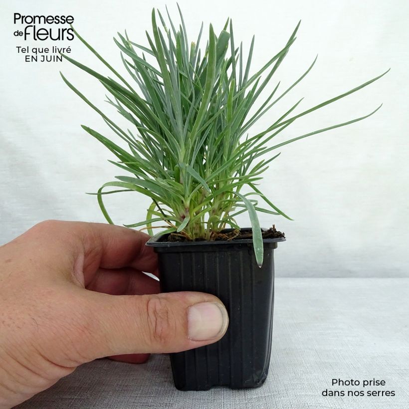 Exemplaar van Dianthus plumarius Moulin Rouge - Grasanjer Kweekpotje van 7/8 cm zoals geleverd in de zomer