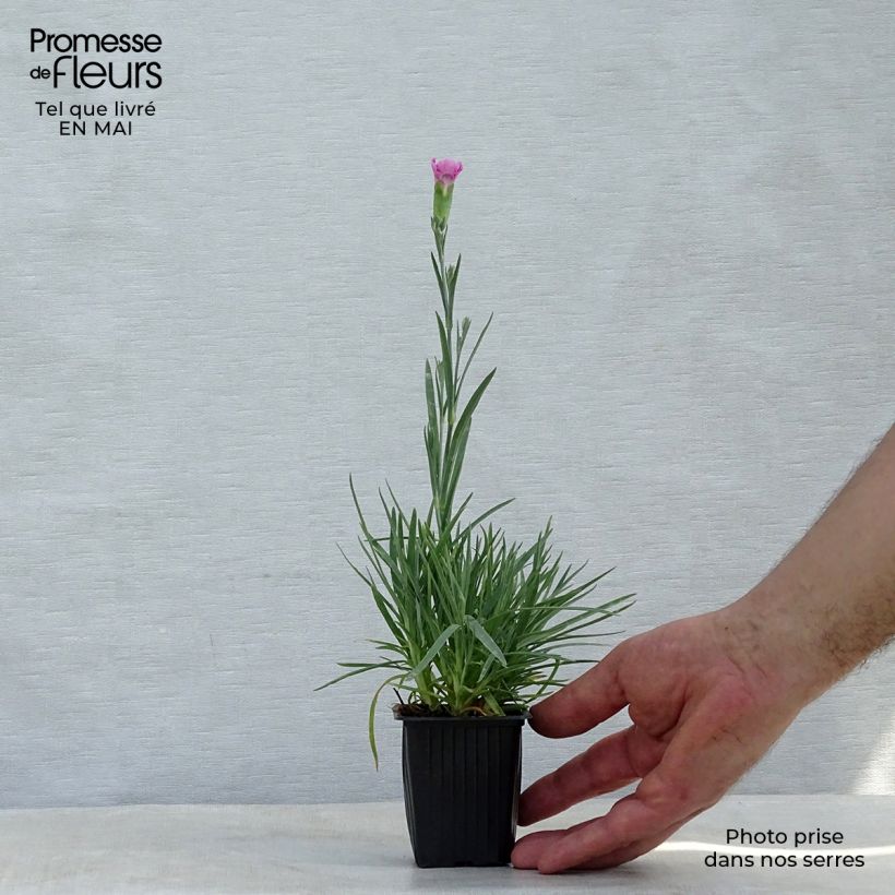 Exemplaar van Dianthus plumarius Moulin Rouge - Grasanjer Kweekpotje van 7/8 cm zoals geleverd in de lente