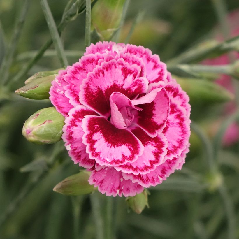 Dianthus plumarius Moulin Rouge - Grasanjer (Bloei)