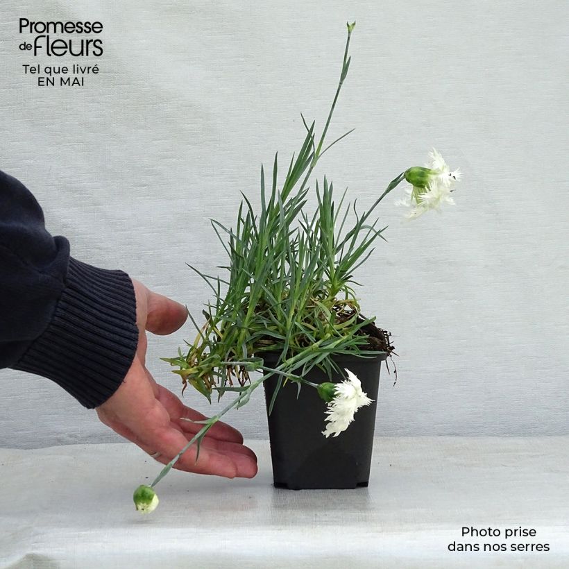 Exemplaar van Dianthus plumarius Mrs Sinkins - Grasanjer Kweekpotje van 8/9 cm zoals geleverd in de lente