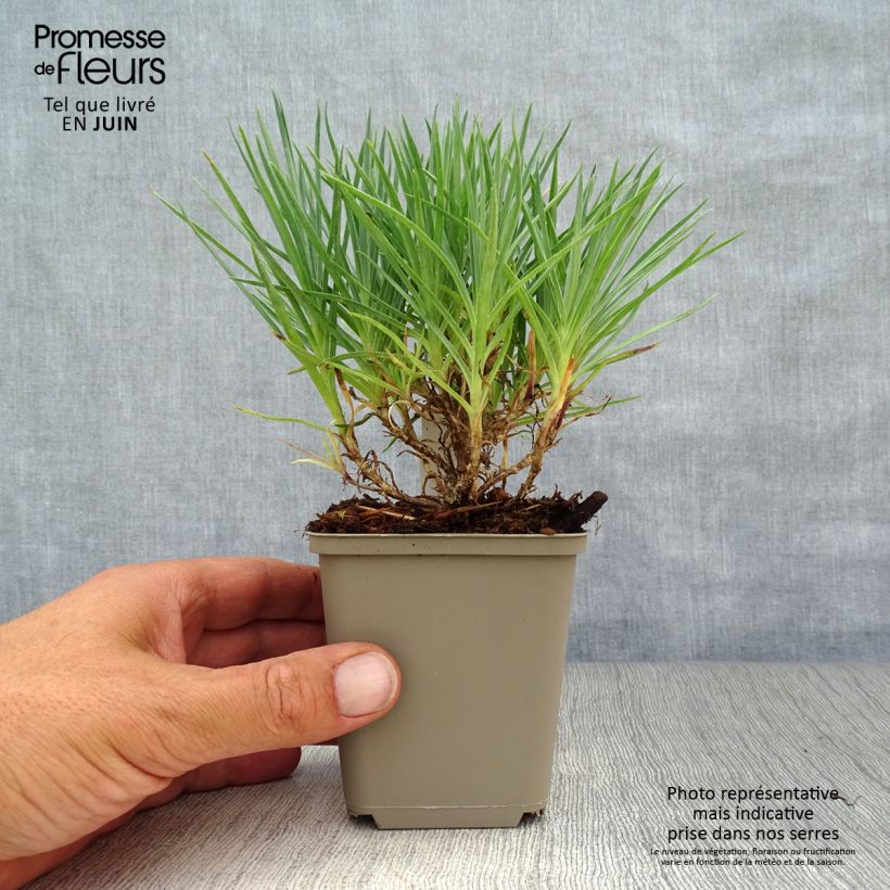 Exemplaar van Dianthus plumarius Munot - Grasanjer Kweekpotje van 8/9 cm zoals geleverd in de zomer