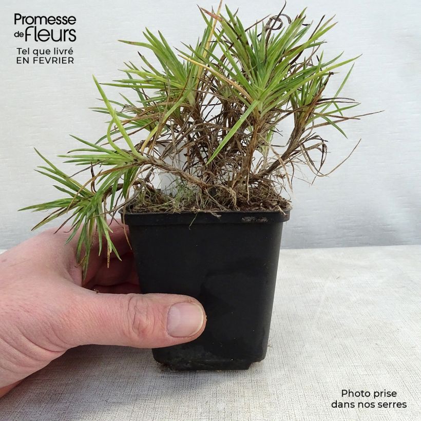 Example of Dianthus plumarius Munot -Oeillet mignardise Kweekpotje van 8/9 cm as you get in hiver