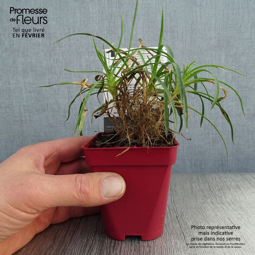 Example of Dianthus plumarius Passion Hot Red - Grasanjer Kweekpotje van 8/9 cm as you get in hiver