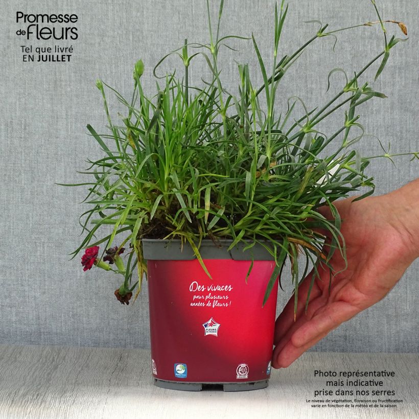 Exemplaar van Dianthus plumarius Passion Hot Red - Grasanjer Pot van 2 l/3 l zoals geleverd in de zomer