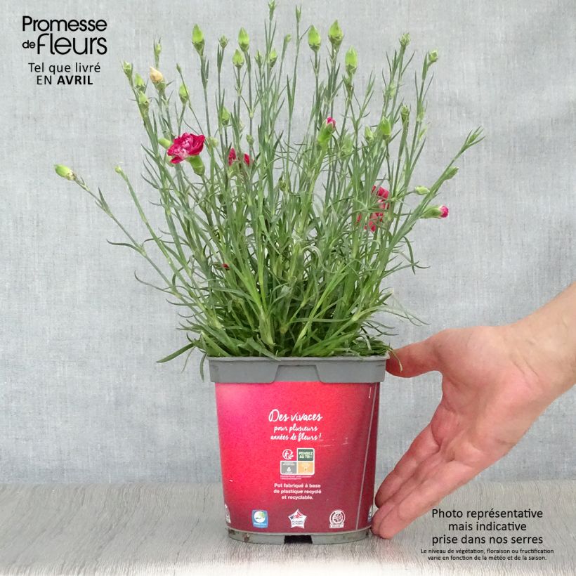 Exemplaar van Dianthus plumarius Passion Hot Red - Grasanjer Pot van 2 l/3 l zoals geleverd in de lente