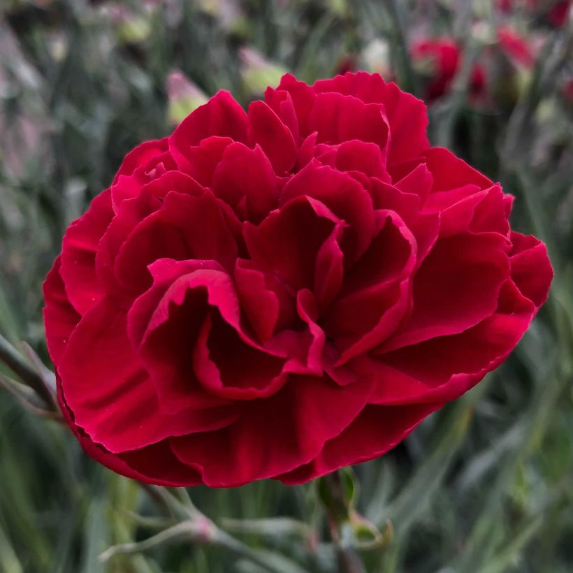 Dianthus plumarius Passion Hot Red - Grasanjer (Flowering)