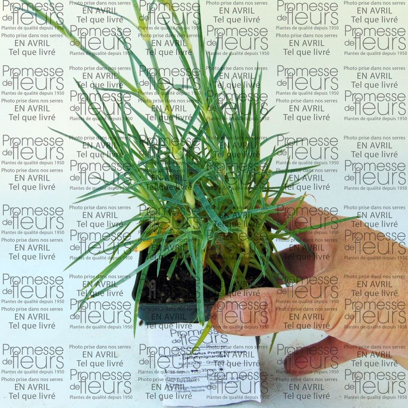 Voorbeeld van een exemplaar van Dianthus plumarius Pretty Flamingo - Grasanjer Kweekpotje van 8/9 cm zoals geleverd