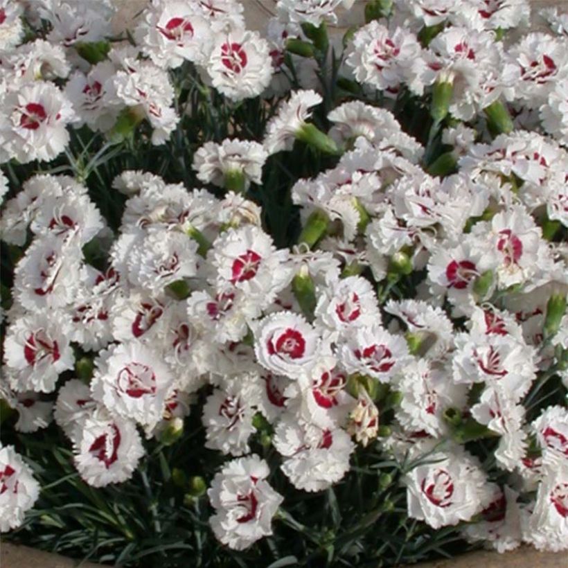 Dianthus plumarius Scent First Coconut Sundae - Grasanjer (Flowering)