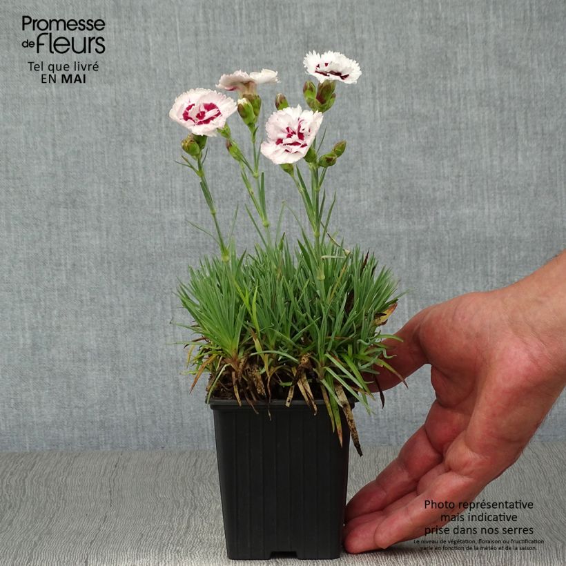 Exemplaar van Dianthus plumarius Scent First Coconut Sundae - Grasanjer Kweekpotje van 7/8 cm zoals geleverd in de lente