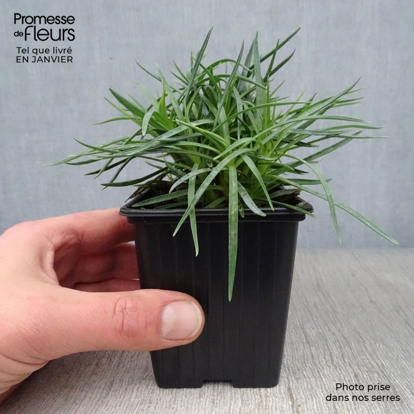 Example of Dianthus plumarius Scent First Iced Gem - Grasanjer Kweekpotje van 7/8 cm as you get in hiver