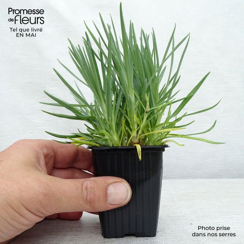 Exemplaar van Dianthus plumarius Scent First Iced Gem - Grasanjer Kweekpotje van 7/8 cm zoals geleverd in de lente