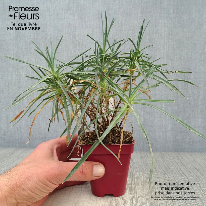Exemplaar van Dianthus plumarius Scent First Memories - Grasanjer Kweekpotje van 7/8 cm zoals geleverd in de herfst