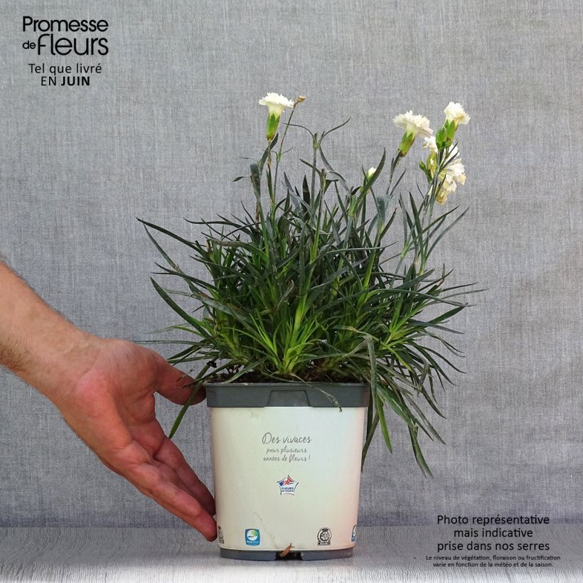 Exemplaar van Dianthus plumarius Scent First Memories - Grasanjer Pot van 2 l/3 l zoals geleverd in de zomer