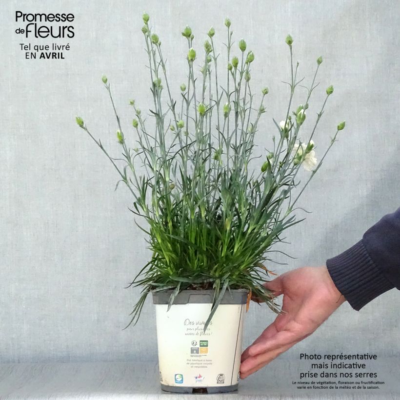 Exemplaar van Dianthus plumarius Scent First Memories - Grasanjer Pot van 2 l/3 l zoals geleverd in de lente