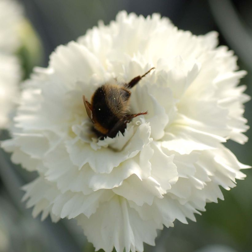 Dianthus plumarius Scent First Memories - Grasanjer (Flowering)