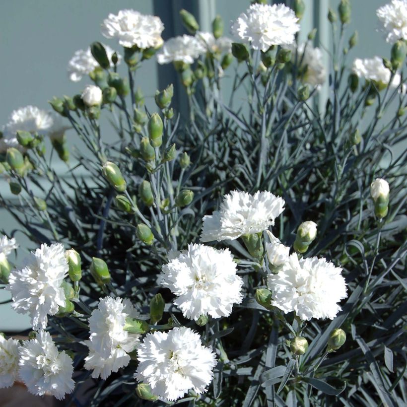 Dianthus plumarius Scent First Memories - Grasanjer (Plant habit)
