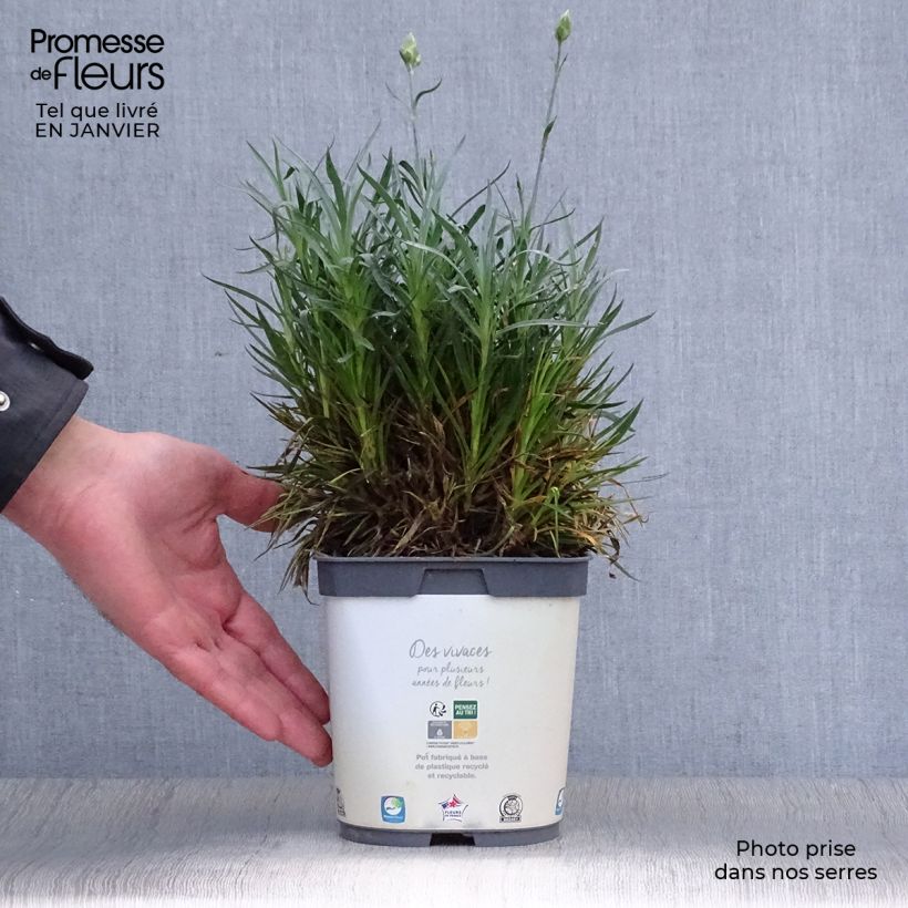 Example of Dianthus plumarius Scent First Memories - Œillet mignardise Pot van 2 l/3 l as you get in hiver