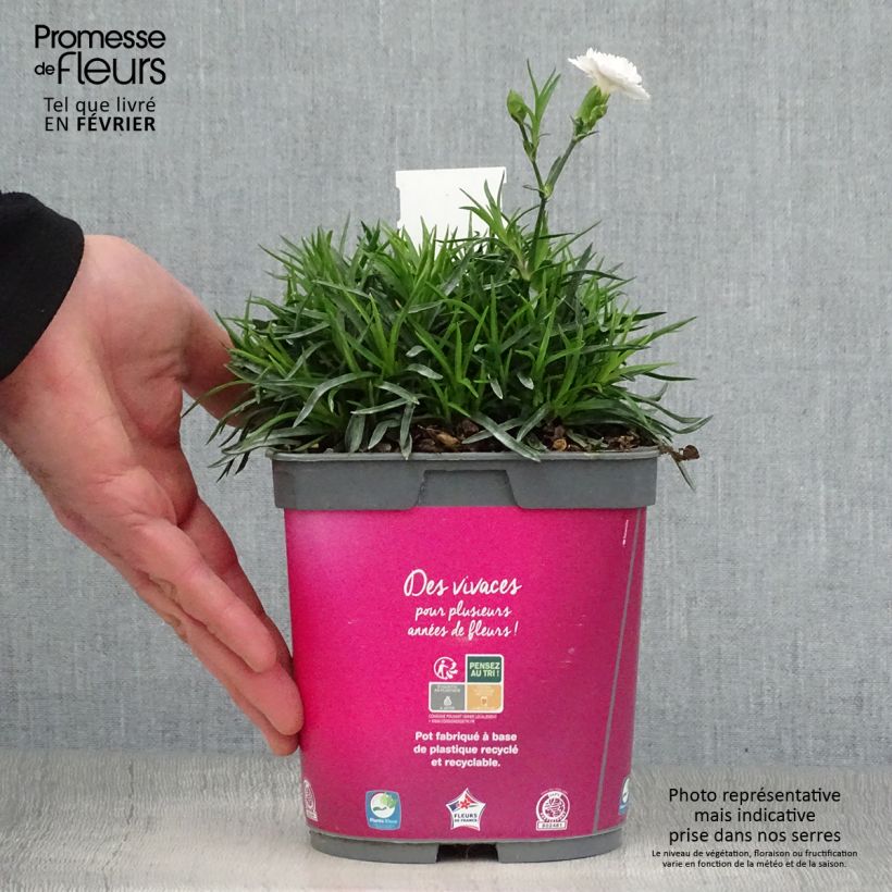 Example of Dianthus plumarius Scent First Raspberry Sundae - Oeillet mignardise Pot van 2 l/3 l as you get in hiver