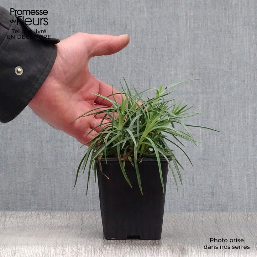 Example of Dianthus plumarius Scent First Romance - Oeillet mignardise Kweekpotje van 7/8 cm as you get in hiver