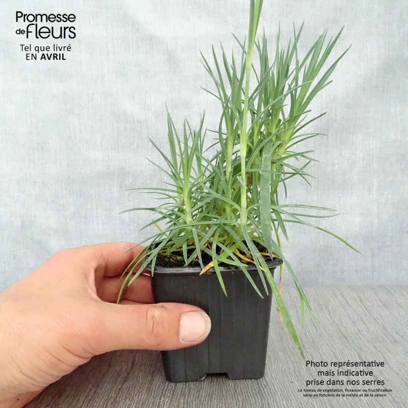 Exemplaar van Dianthus plumarius Scent First Romance - Grasanjer Kweekpotje van 7/8 cm zoals geleverd in de lente